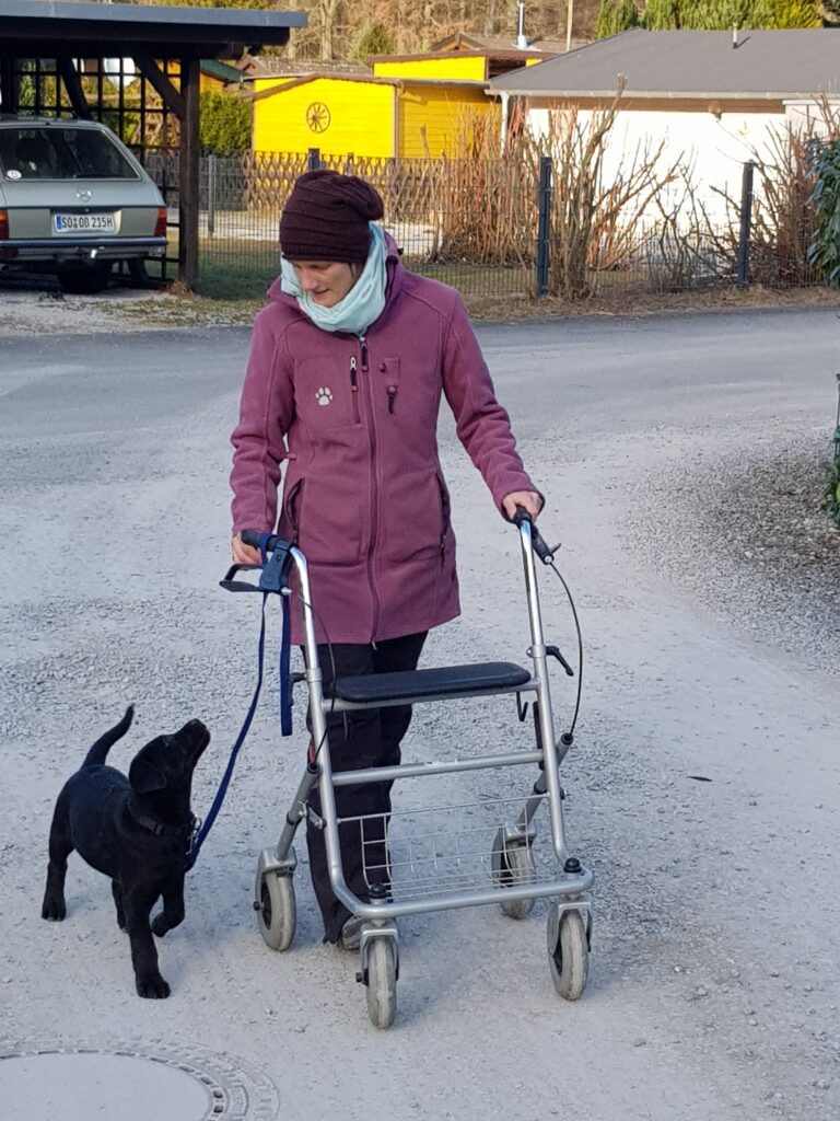 Dozentin Bibi übt mit einem Mobilitätsassistenzhund am Rollator laufen