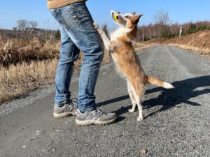 Assistenzhundeaufgabe kleine Hunde können apportieren